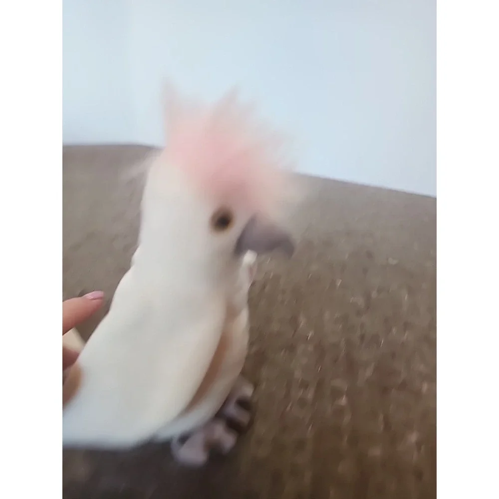Ty Beanie Babies Kuku Cockatoo Bird #628 Retired